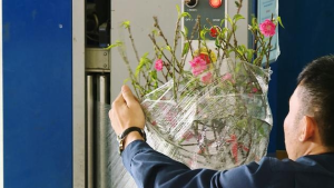 Vận chuyển mai đào nội địa